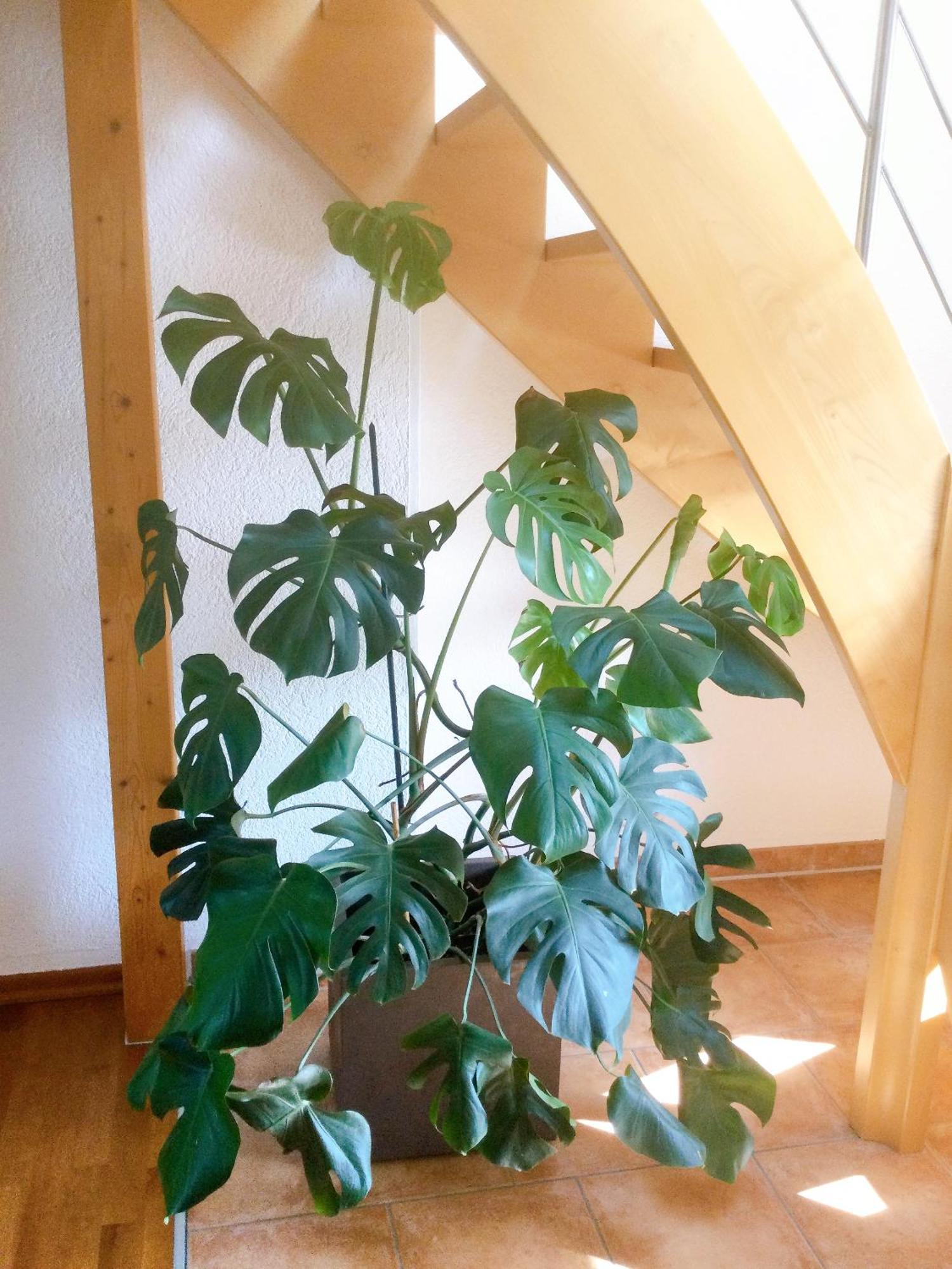 Mit Stil Troisdorf
